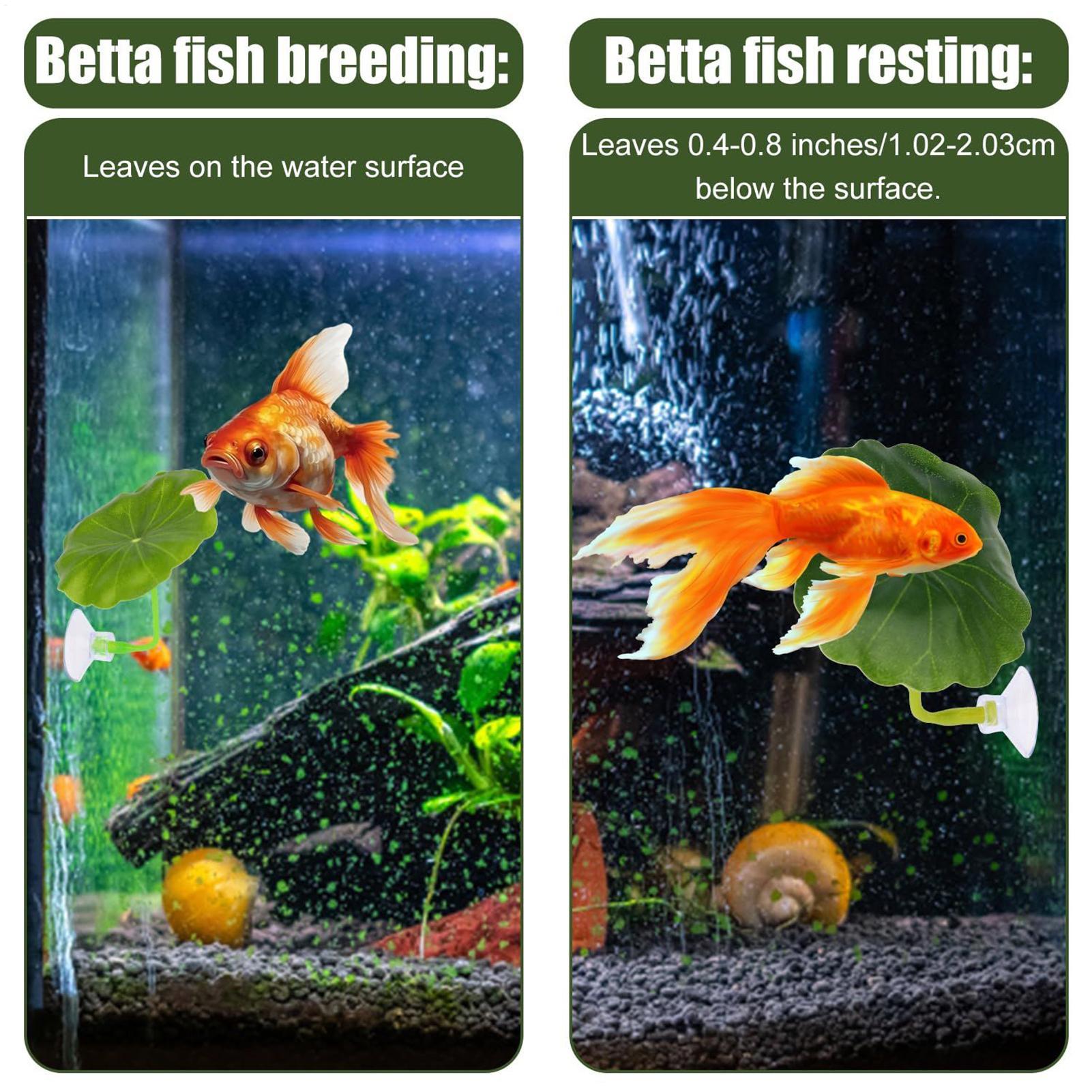 เปลใบไม้สำหรับปลาเบต้า 5 ชิ้น  - Aquarium Fish Betta บทวิจารณ์และราคา
