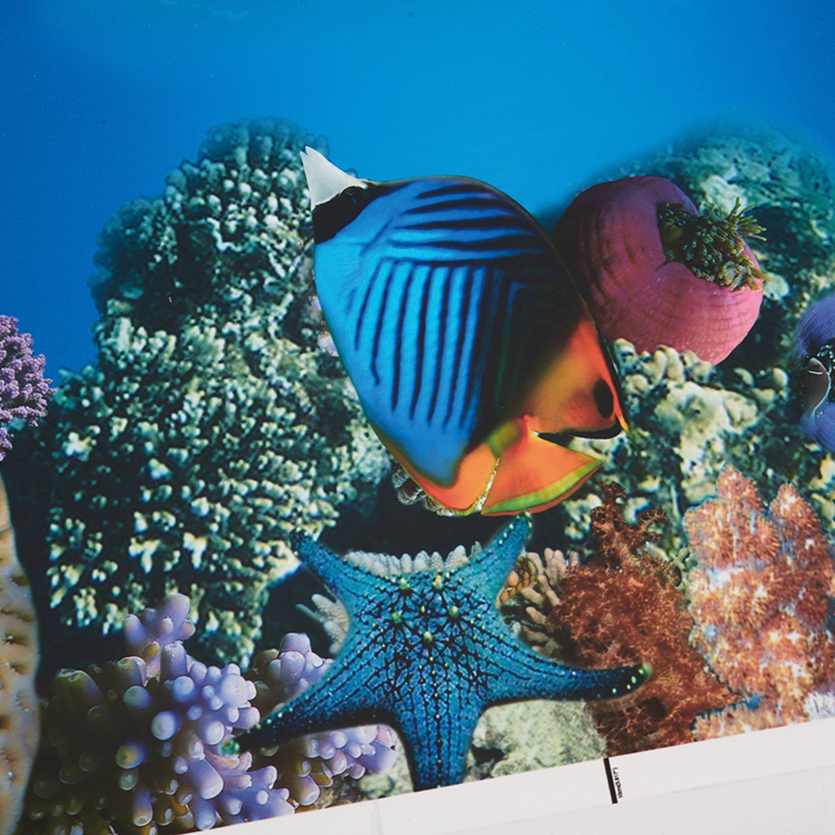 กระดาษตกแต่งตู้ปลา BAAU ภาพ HD - Fish In Aquarium Picture บทวิจารณ์และราคา