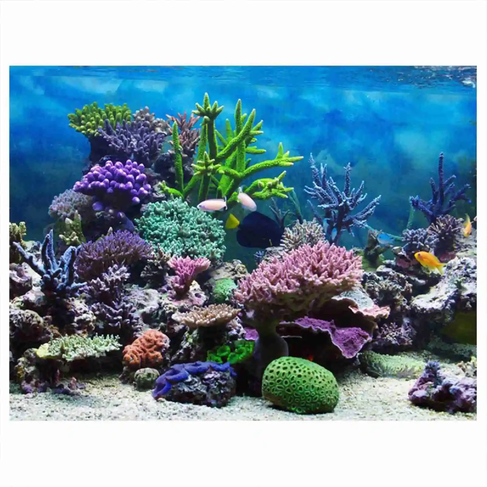 โปสเตอร์แนวนอนลายพิพิธภัณฑ์สัต - Aquarium Fish Poster บทวิจารณ์และราคา