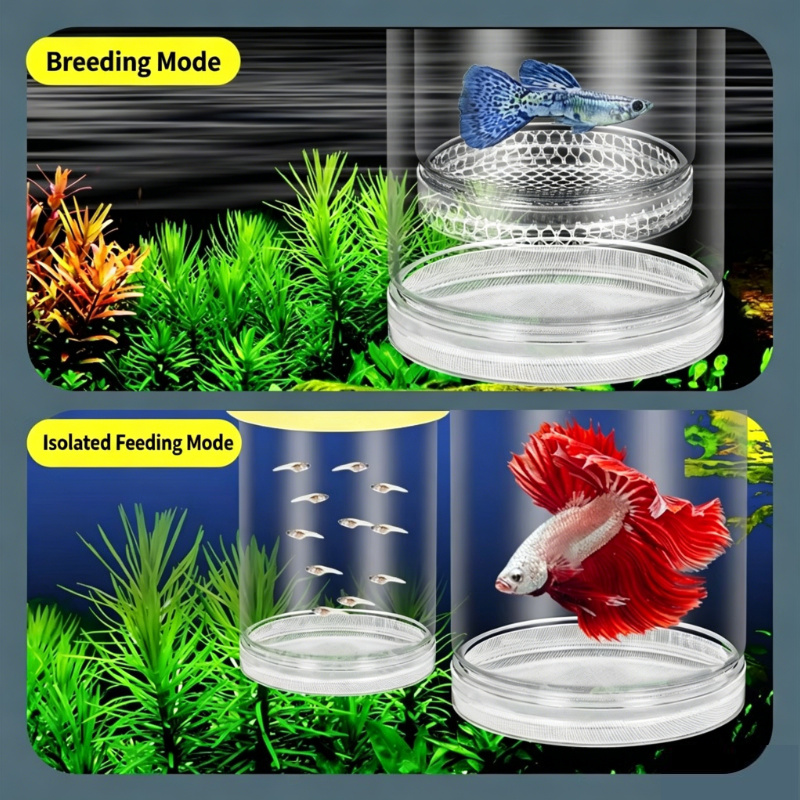 กล่องเพาะพันธุ์ปลาแบบโปร่งใสลอ - Aquarium Fish Betta บทวิจารณ์และราคา